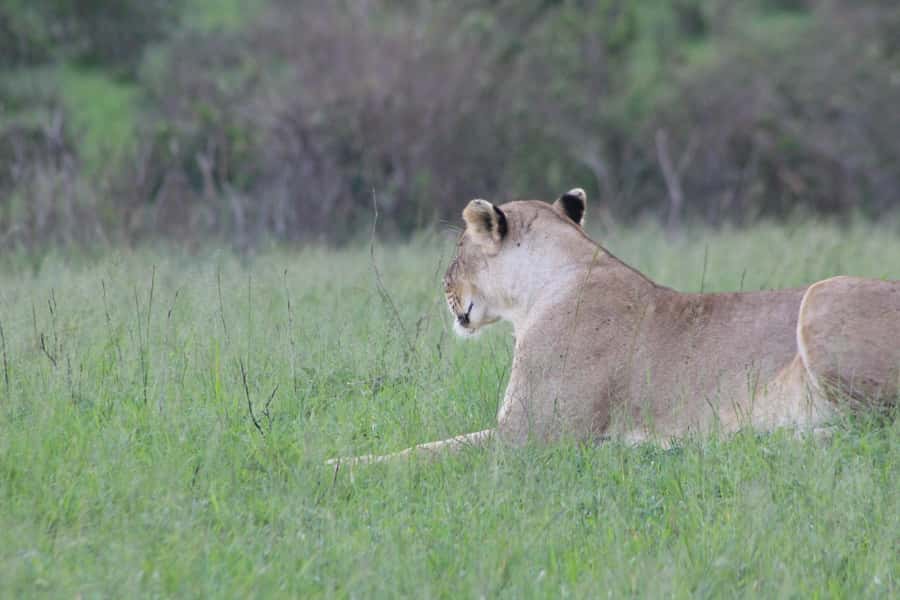 3 Days Maasai Mara Small Group Safari- Jambo Mara Lodge - Who should choose this safari?