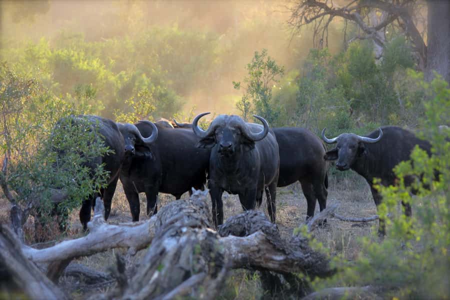 3 Days Maasai Mara Small Group Safari- Jambo Mara Lodge - Day 1: From Nairobi through the Great Rift Valley