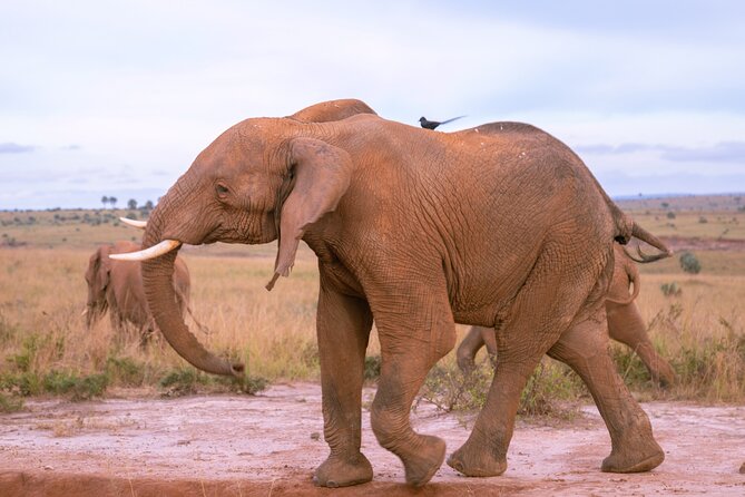 3 Days Murchison Falls Adventure Wildlife Safari Uganda Tour - The three-hour Nile cruise to the falls