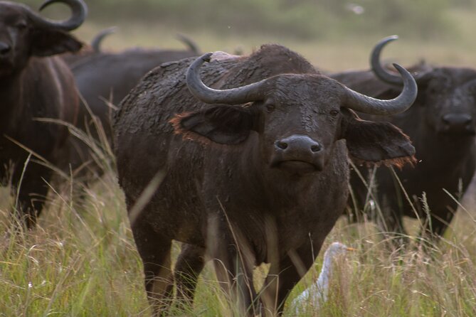 3 Days Murchison Falls Adventure Wildlife Safari Uganda Tour - Day three: returning to Kampala and Entebbe