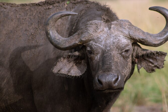 3 Days Murchison Falls Adventure Wildlife Safari Uganda Tour - What the $1,300 price really covers