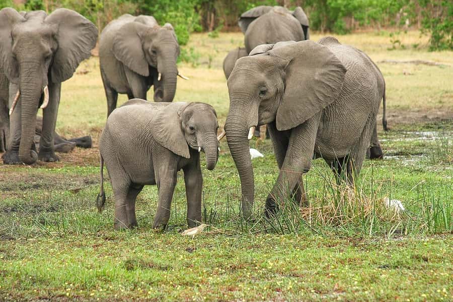 3-Days safari adventure to Mikumi N. Park from Dar-es-Salaam - Key points to know before booking
