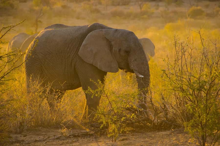 3-Days safari adventure to Mikumi N. Park from Dar-es-Salaam - Why Mikumi works well from Dar es Salaam