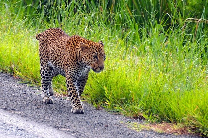 3 Days Safari at Mikumi National Park Southern circuit of Tanzania - Why Mikumi works for a short safari from Dar es Salaam