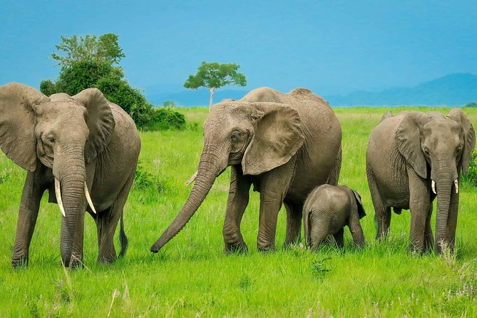 3 Days Safari at Mikumi National Park Southern circuit of Tanzania - Day 2: Early wildlife, breakfast, and an evening return