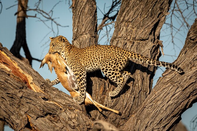 3 Days Safari Serengeti & Ngorongoro Crater - Why this short safari works