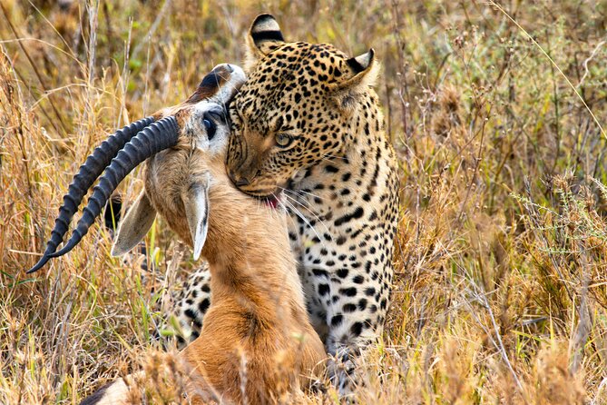 3 Days Safari Serengeti & Ngorongoro Crater - Camping at Simba Campsite near the crater rim