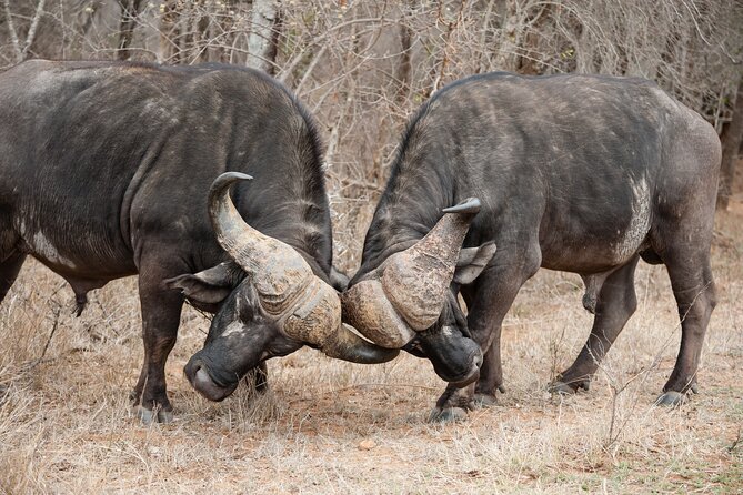 3 Days Safari Serengeti & Ngorongoro Crater - Day 3: Searching for black rhinos in Ngorongoro Crater