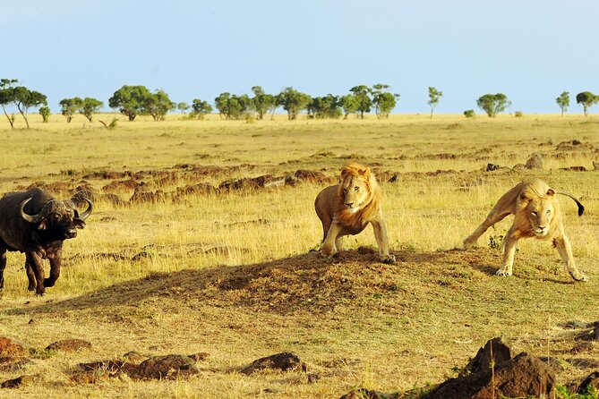 3 Days Safari Serengeti & Ngorongoro Crater - Is $750 a fair price?