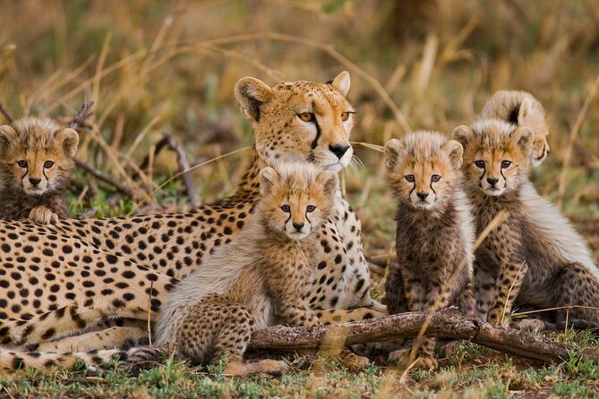 3 Days Safari Serengeti & Ngorongoro Crater - Serengeti game drives and the value of an early start