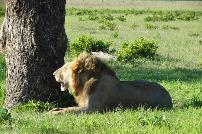 3 Days Safari to Mikumi NP - Accommodation Inside the Park - Day 1: From Dar es Salaam to an afternoon in Mikumi