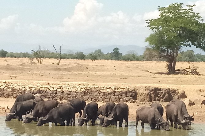 3 Days Safari to Mikumi NP - Accommodation Inside the Park - Day 3: Sunrise viewing or a direct return