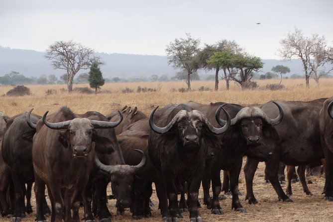3 Days Safari to Mikumi NP - Accommodation Inside the Park - What to pack and how to prepare