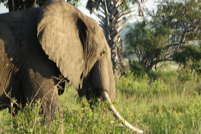 3 Days Safari to Mikumi NP - Accommodation Inside the Park - Day 2: A full ten-hour wildlife day