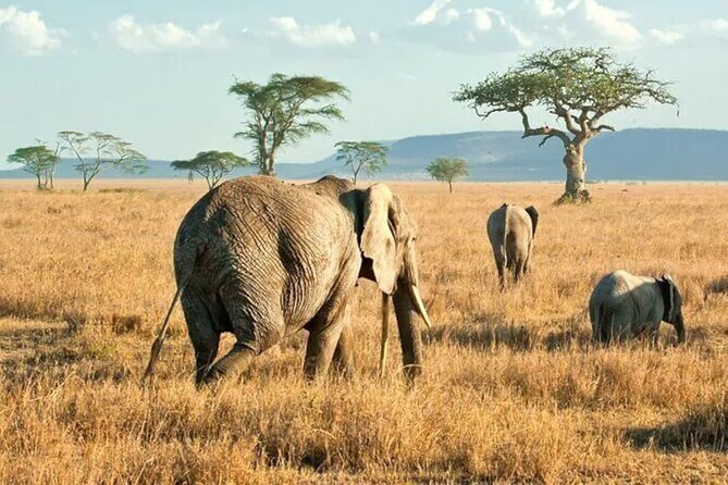 3 Days Safari to Serengeti National Park & Ngorongoro Crater in Tanzania - FAQ