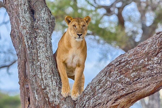 3 Days Safari to Serengeti National Park & Ngorongoro Crater in Tanzania - Ngorongoro Crater: a compact wildlife world