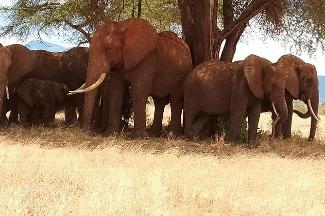 3 days safari Tsavo East and Taita hills (Saltlick lodge) - Day one: from Diani Beach to Tsavo East