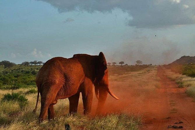 3 days safari Tsavo East and Taita hills (Saltlick lodge) - Saltlick Lodge and the Taita Hills stay