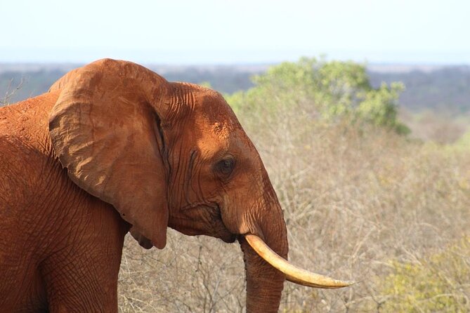 3 days safari Tsavo East and Taita hills (Saltlick lodge) - Day three: one last drive, then back to the coast