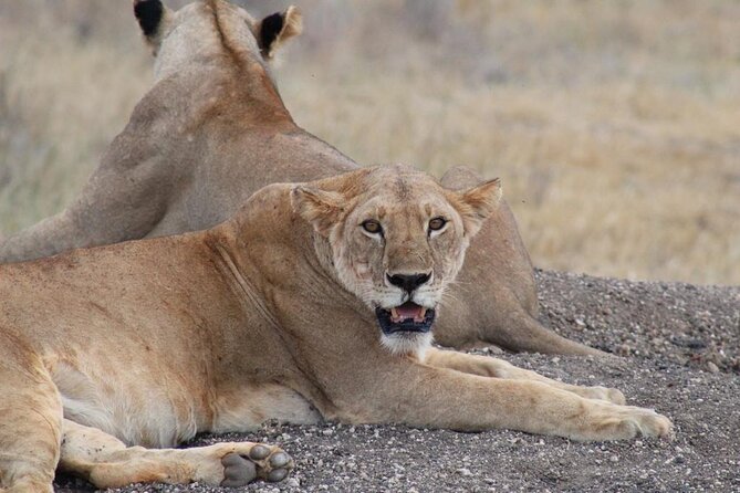 3 days safari Tsavo East and Taita hills (Saltlick lodge) - How much value do you get for $900?