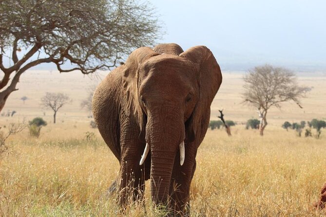 3 days safari Tsavo East and Taita hills (Saltlick lodge) - The early starts and road time