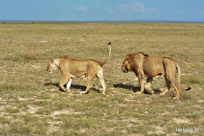 3 days safari Tsavo East and Taita hills (Saltlick lodge) - What you might see in Tsavo East
