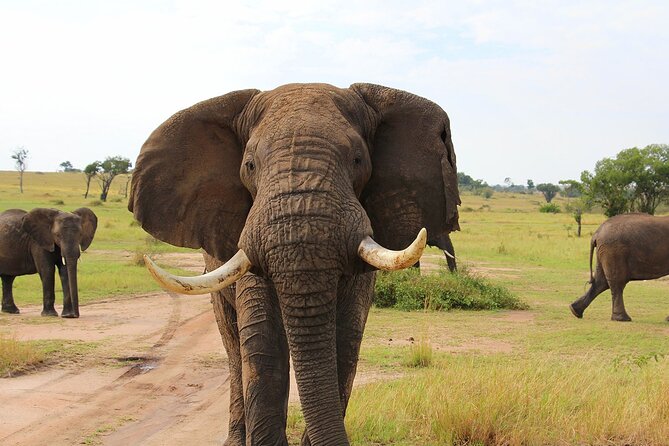 3 Days Serengati and Ngorongoro crate group tour and safari - Camping, group size, and the daily rhythm