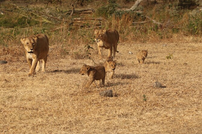 3 Days Serengeti & Ngorongoro Group Camping Safari - Key points to know before booking