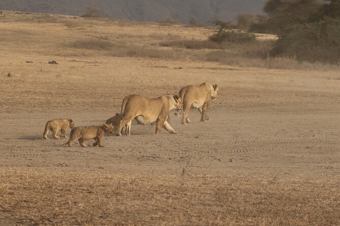 3 Days Serengeti & Ngorongoro Group Camping Safari - Day one: from Arusha to the Serengeti plains