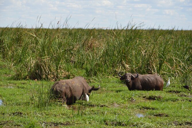 3 Days Serengeti & Ngorongoro Group Camping Safari - Day three: down into Ngorongoro Crater