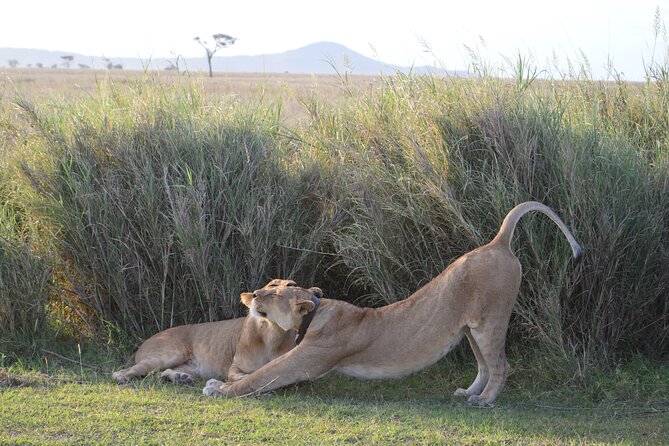 3 Days Serengeti & Ngorongoro Group Camping Safari - Why the driver-guide can make or break this trip
