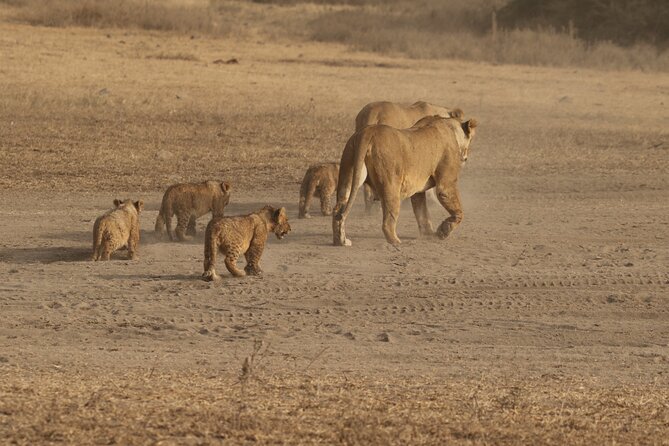 3 Days Serengeti & Ngorongoro Group Camping Safari - Small-group travel, with one number to clarify
