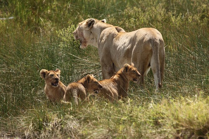 3 Days Serengeti & Ngorongoro Group Camping Safari - Camping comfort and the value of simplicity