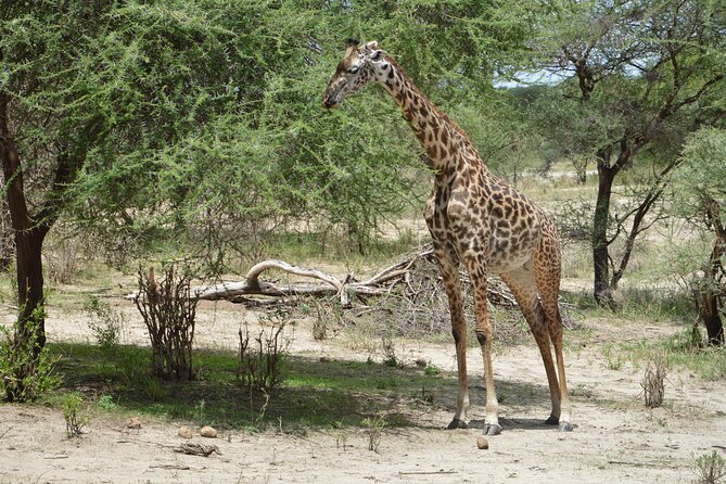 3 Days Serengeti & Ngorongoro Group Camping Safari - Day two: crossing the Serengeti toward Ngorongoro