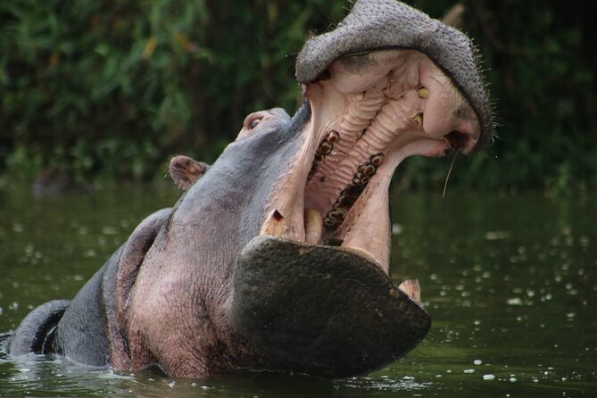 3 Days Tanzania Budget Group Joining Safari Tour - Day 3: Lake Manyara adds birds and water