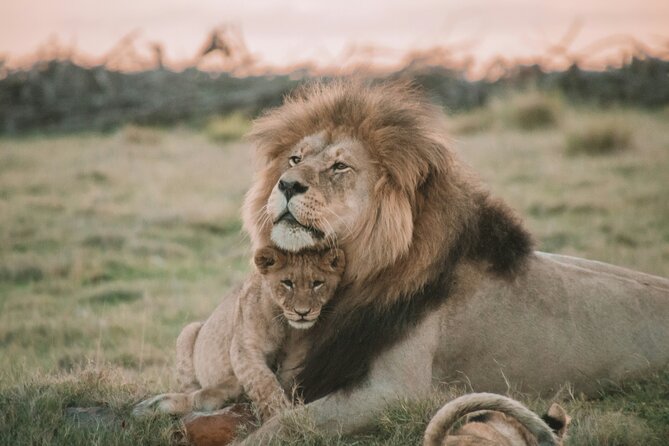 3 Days Tanzania Budget Group Joining Safari Tour - Day 2: Ngorongoro Crater is the visual high point