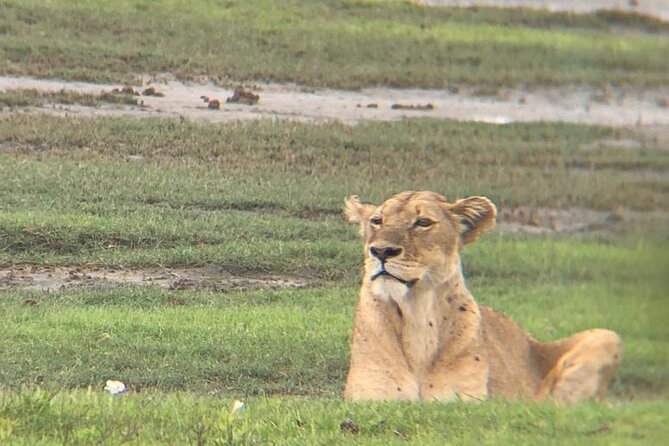 3 Days Tanzania Safari - Day 3: Tarangire and the pull of the river