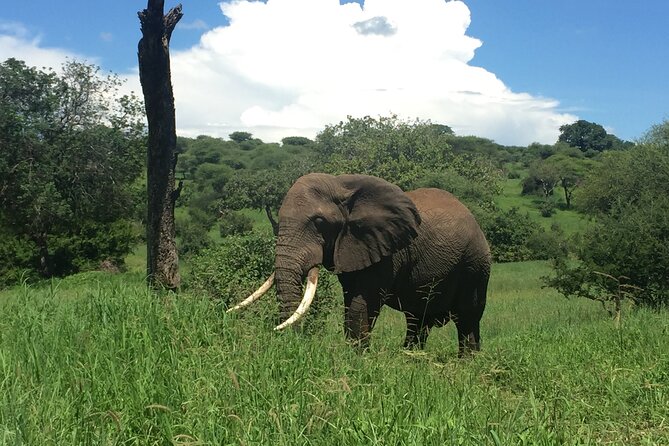 3 Days Tanzania Safari - What the $780 price really gives you