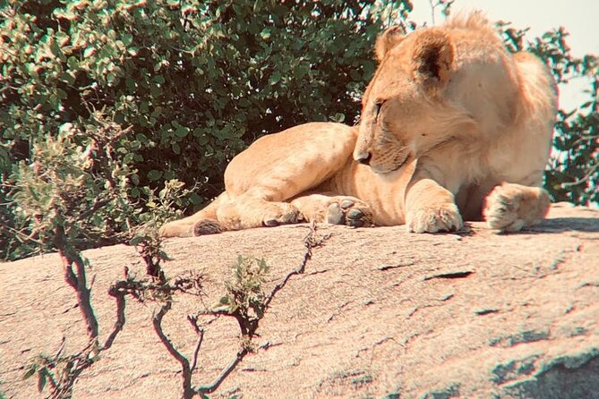 3 Days Tanzania Safari - Comfort, timing, and the practical side