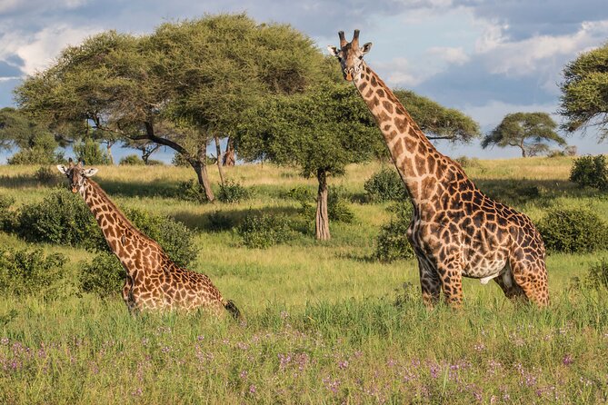 3 Days Tanzania Safari: Tarangire, Manyara and Ngorongoro Crater - What the $998.65 price really covers