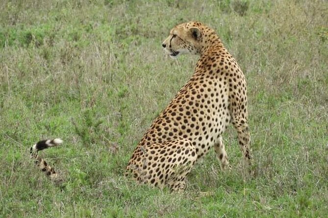 3 Days Tanzania Safari Tarangire, Manyara, & Ngorongoro Crater. - What $670 buys you in northern Tanzania