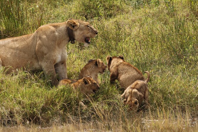 3 Days Tarangire, Ngorongoro & Lake Manyara Group Camping Safari - What $700 buys you in three safari days