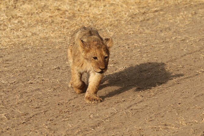 3 Days Tarangire, Ngorongoro & Lake Manyara Group Camping Safari - Day two: the Ngorongoro Crater wildlife basin