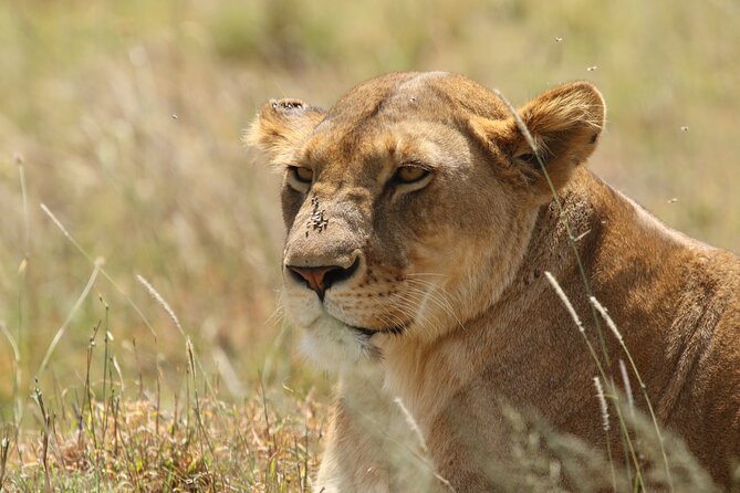 3 Days Tarangire, Ngorongoro & Lake Manyara Group Camping Safari - Day three: forests, hot springs, and Lake Manyara