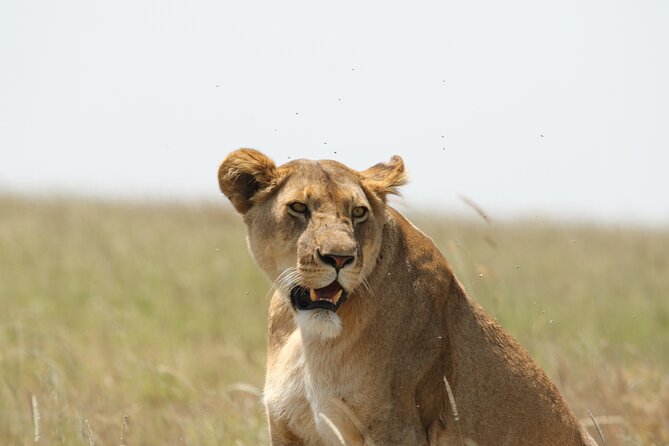 3 Days Tarangire, Ngorongoro & Lake Manyara Group Camping Safari - Small-group service and the human side of the trip