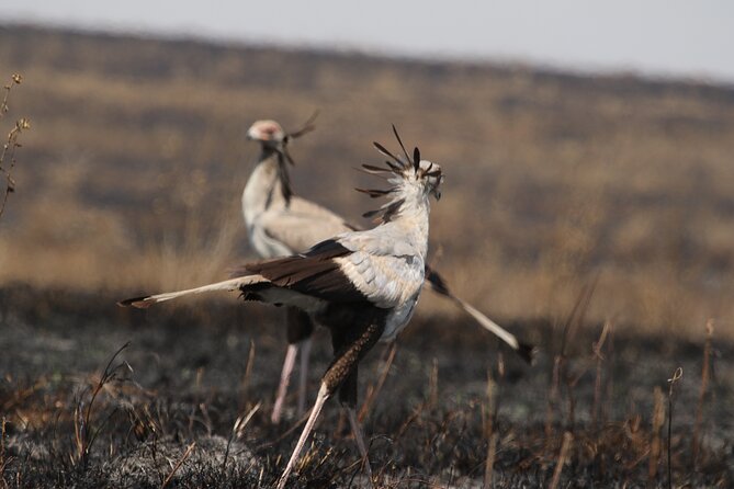 3 Days Tarangire, Ngorongoro & Lake Manyara Group Camping Safari - Meals, camping, and the daily rhythm