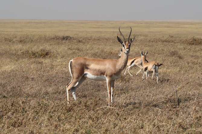 3 Days Tarangire, Ngorongoro & Lake Manyara Group Camping Safari - Who should book this safari?