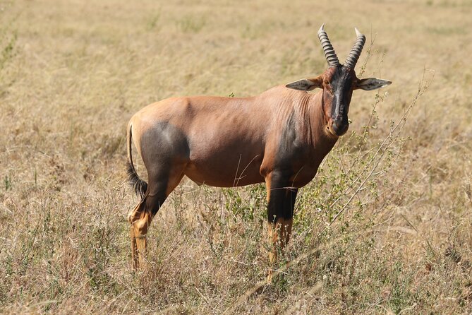 3 Days Tarangire, Ngorongoro & Lake Manyara Group Camping Safari - Booking details worth checking before you pay