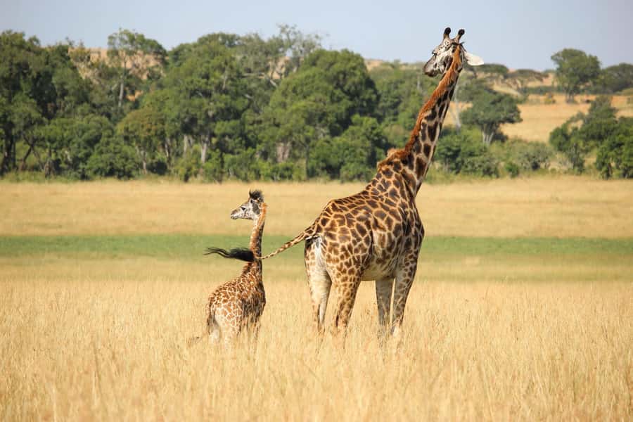 3 days Tsavo East and Amboseli safari from Diani/Mombasa - Key points at a glance