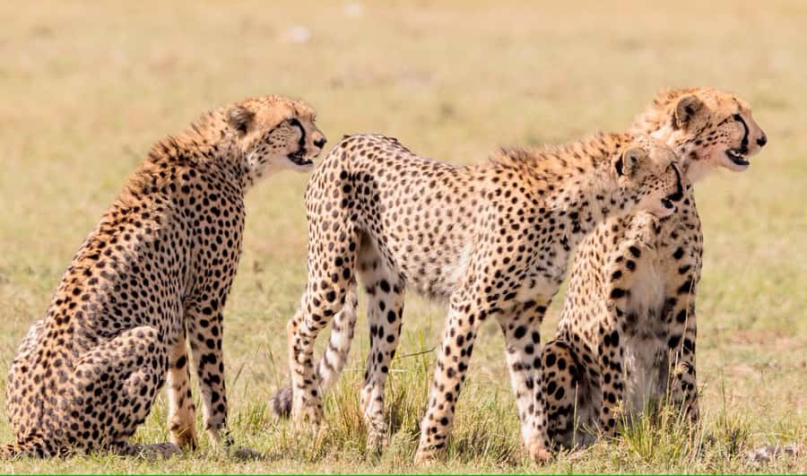 3 days Tsavo East and Amboseli safari from Diani/Mombasa - Why this two-park route works